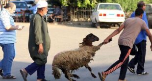 عيد الأضحى شعائر دينية ومظاهر احتفالية متجذرة في المجتمع المصري